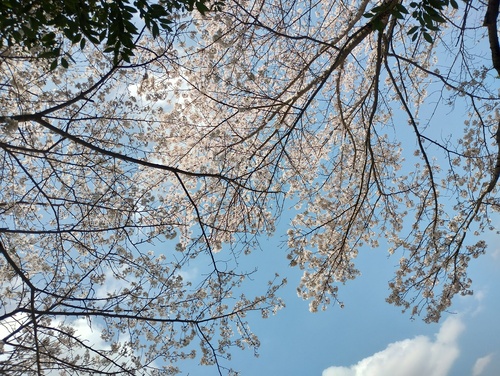 へロロヤックさんのそらよみ　2025/04/09　日本 大阪